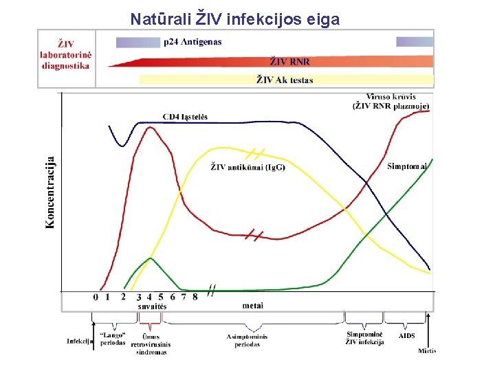 Natūrali ŽIV infekcijos eiga 