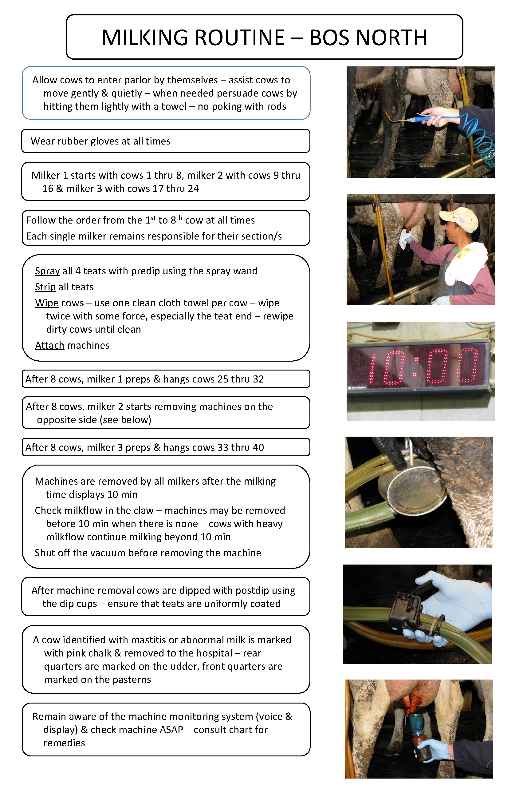 MILKING ROUTINE – BOS NORTH Allow cows to enter parlor by themselves – assist