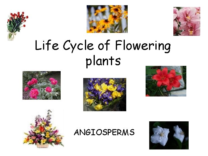 Life Cycle of Flowering plants ANGIOSPERMS 