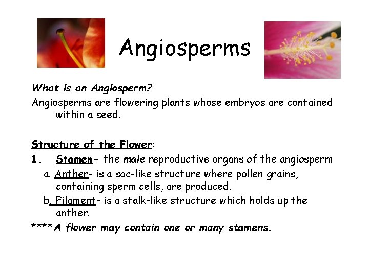 Angiosperms What is an Angiosperm? Angiosperms are flowering plants whose embryos are contained within