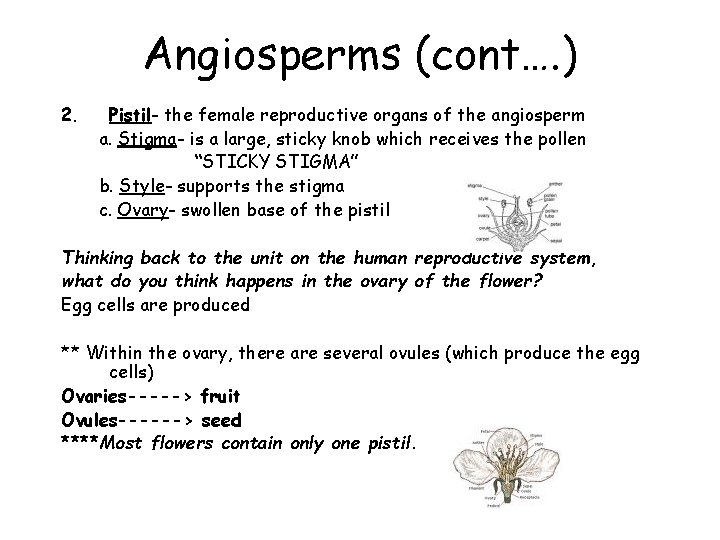 Angiosperms (cont…. ) 2. Pistil- the female reproductive organs of the angiosperm a. Stigma-