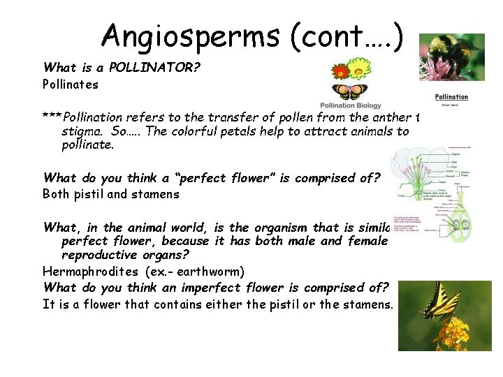 Angiosperms (cont…. ) What is a POLLINATOR? Pollinates ***Pollination refers to the transfer of