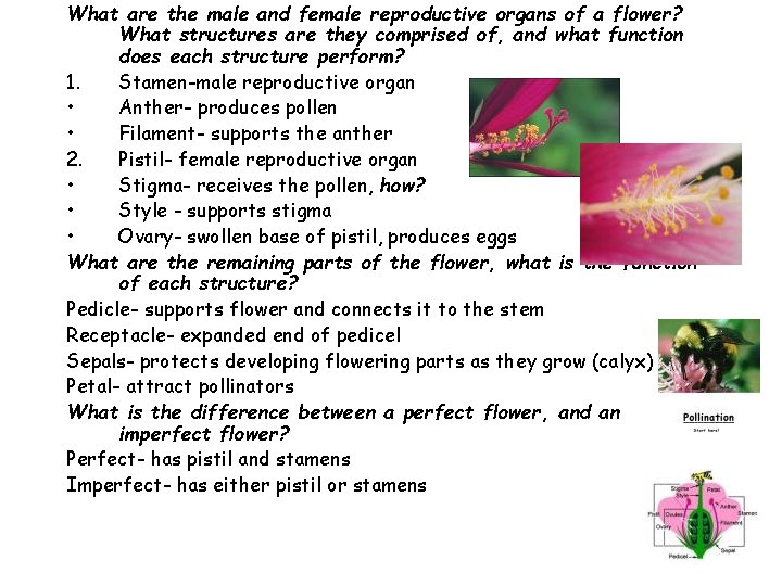 What are the male and female reproductive organs of a flower? What structures are