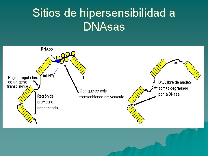 Sitios de hipersensibilidad a DNAsas 