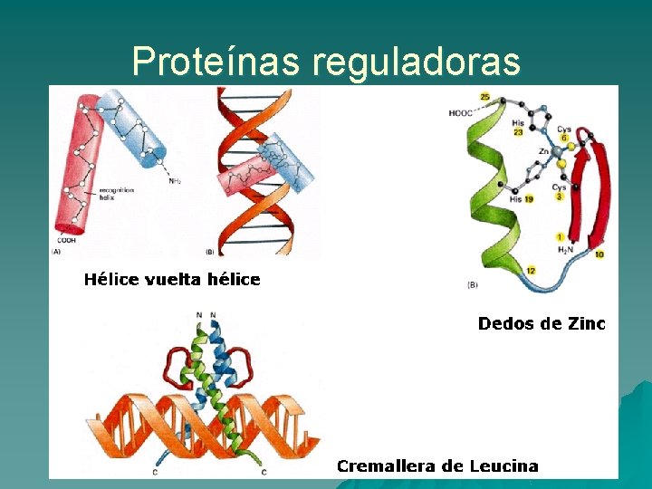 Proteínas reguladoras 