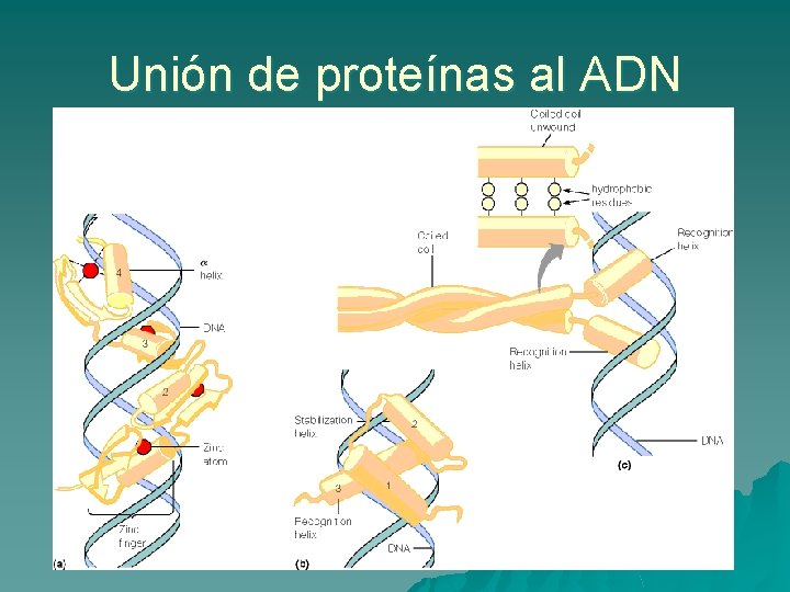 Unión de proteínas al ADN 