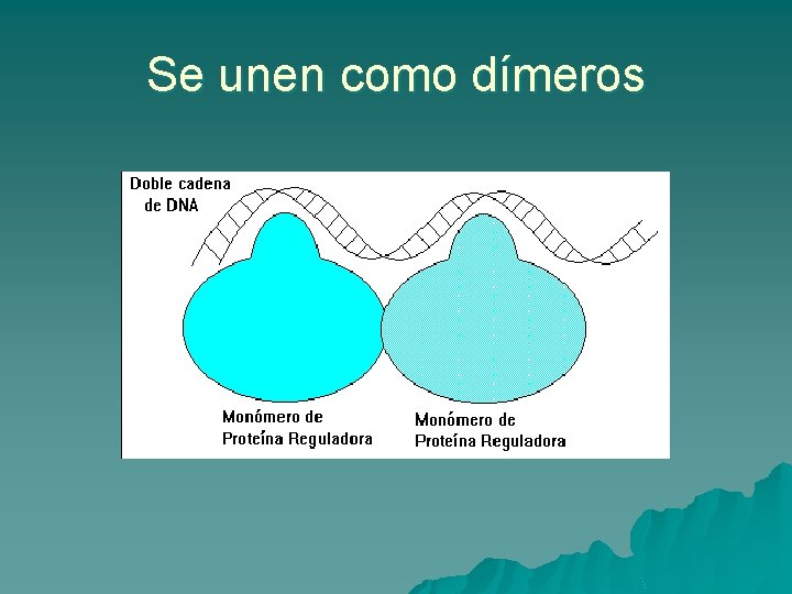 Se unen como dímeros 