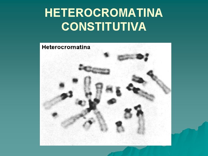 HETEROCROMATINA CONSTITUTIVA 