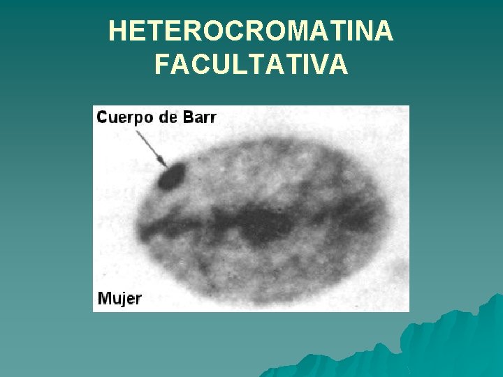 HETEROCROMATINA FACULTATIVA 