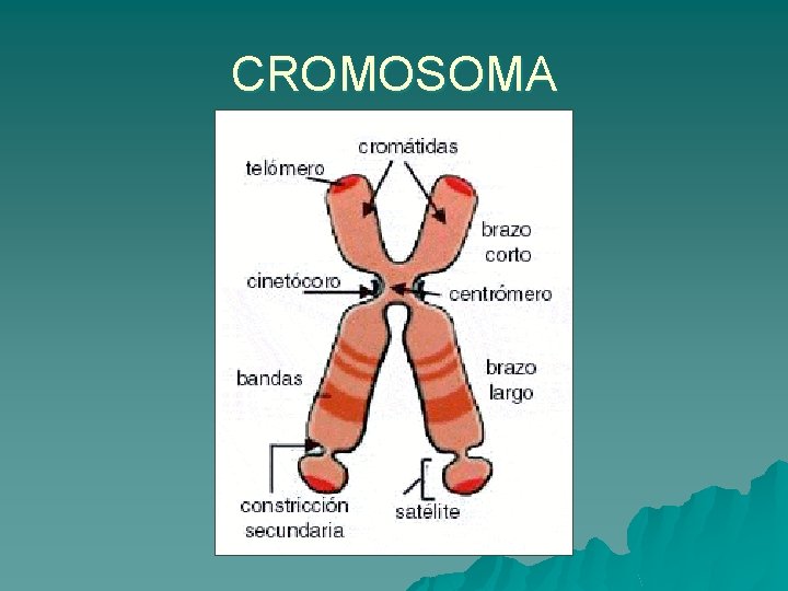 CROMOSOMA 
