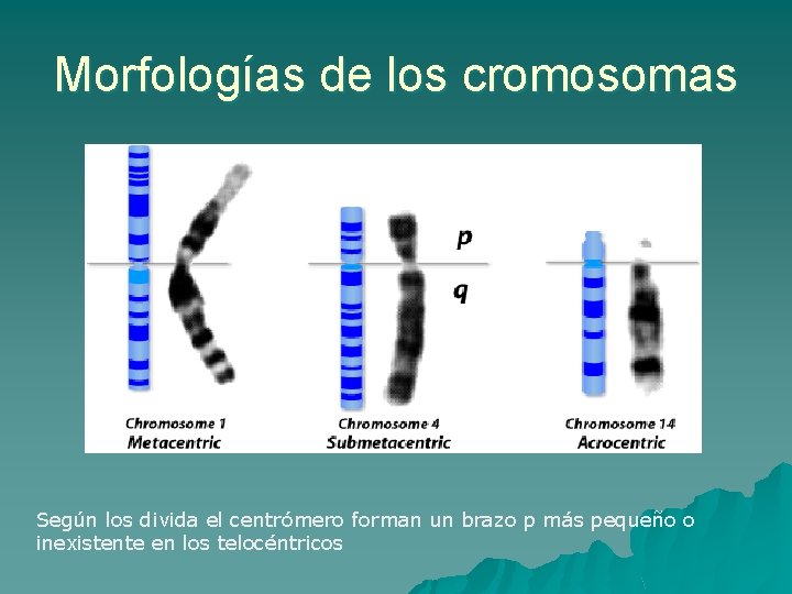 Morfologías de los cromosomas Según los divida el centrómero forman un brazo p más