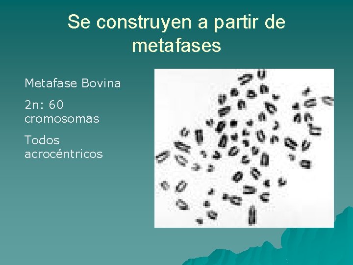Se construyen a partir de metafases Metafase Bovina 2 n: 60 cromosomas Todos acrocéntricos