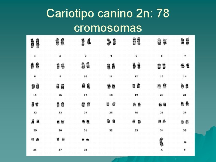 Cromosomas y Regulacin de la expresin