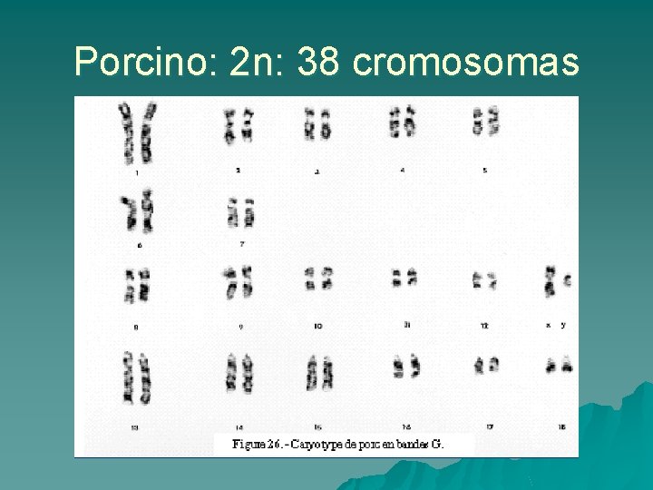 Porcino: 2 n: 38 cromosomas 