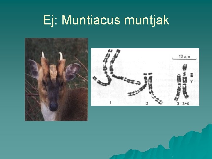 Ej: Muntiacus muntjak 