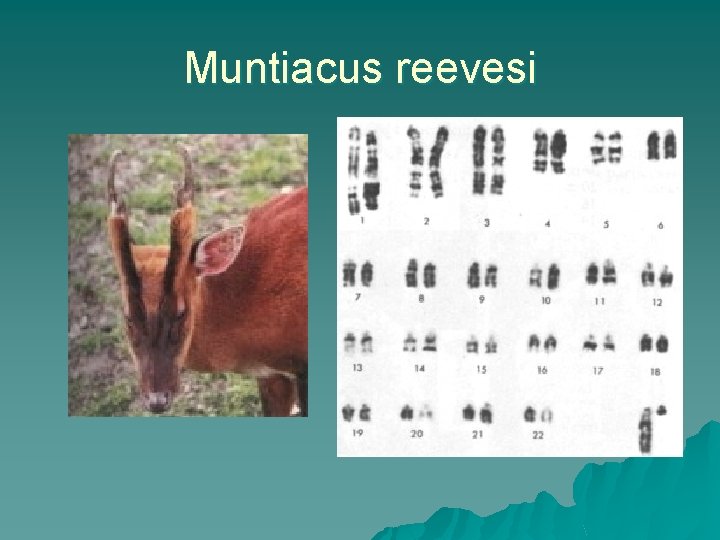 Muntiacus reevesi 