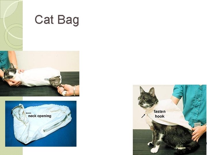 Cat Bag 