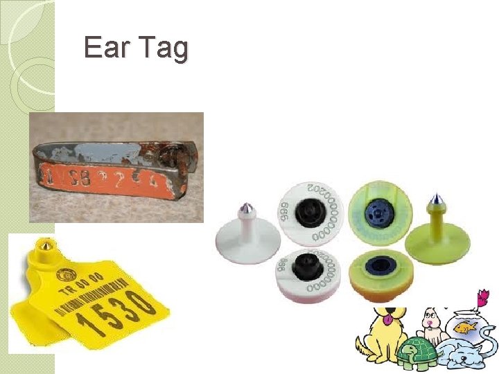 Ear Tag 