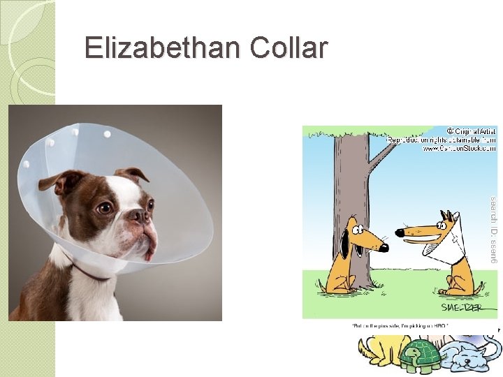 Elizabethan Collar 