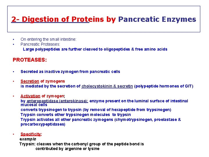 2 - Digestion of Proteins by Pancreatic Enzymes • • On entering the small