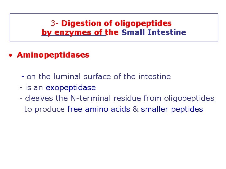 3 - Digestion of oligopeptides by enzymes of the Small Intestine • Aminopeptidases -