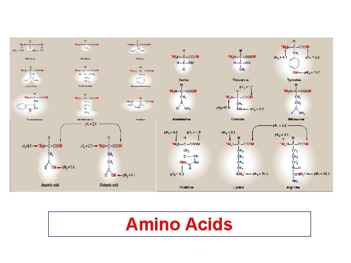 Amino Acids 