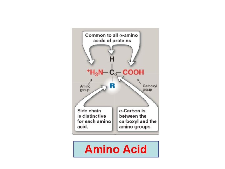 Amino Acid 