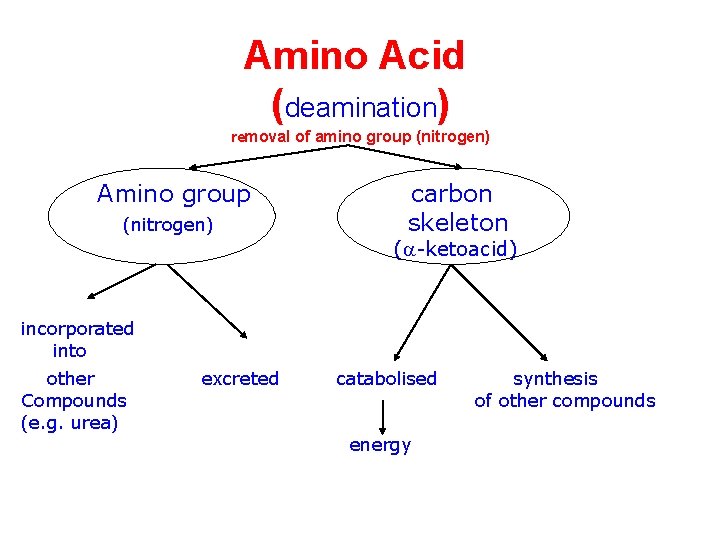 Amino Acid (deamination) removal of amino group (nitrogen) Amino group (nitrogen) carbon skeleton (a-ketoacid)