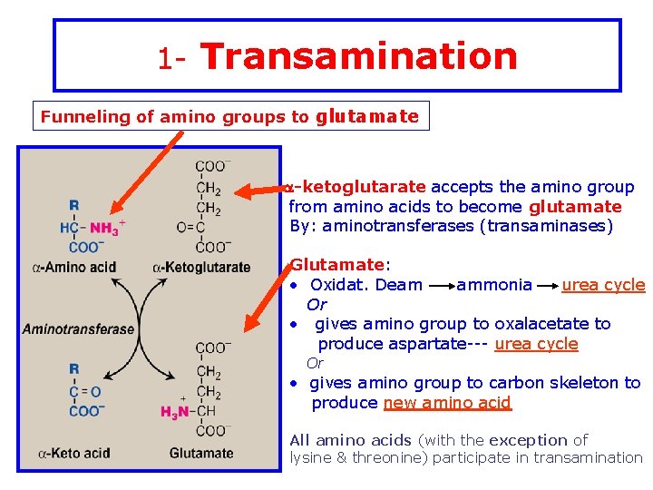 1 - Transamination Funneling of amino groups to glutamate a-ketoglutarate accepts the amino group