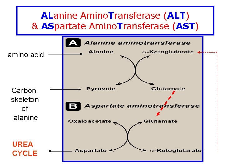 ALanine Amino. Transferase (ALT) & ASpartate Amino. Transferase (AST) amino acid Carbon skeleton of