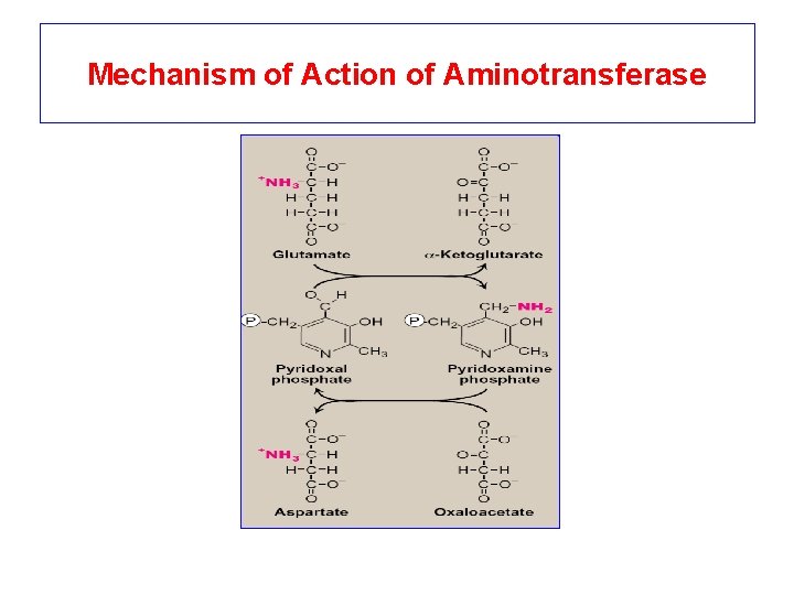 Mechanism of Action of Aminotransferase 