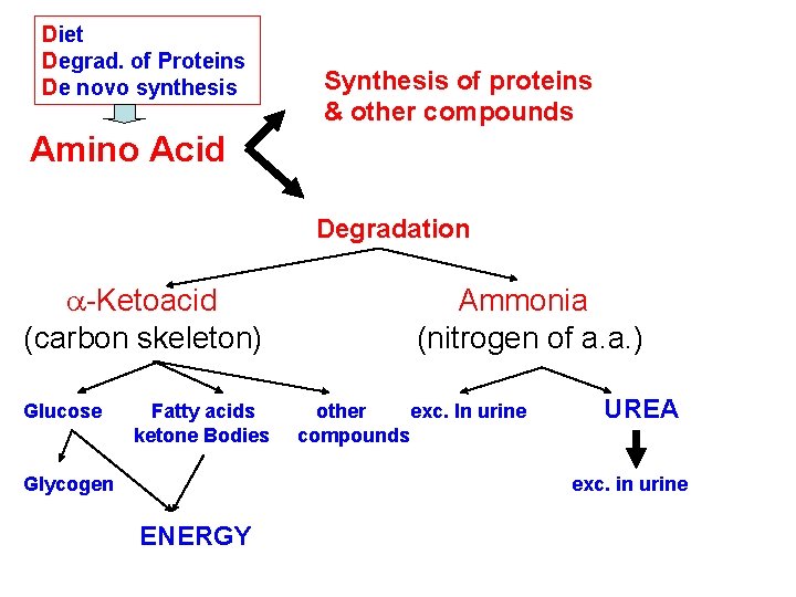 Diet Degrad. of Proteins De novo synthesis Synthesis of proteins & other compounds Amino