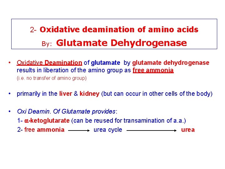 2 - Oxidative deamination of amino acids By: Glutamate Dehydrogenase • Oxidative Deamination of