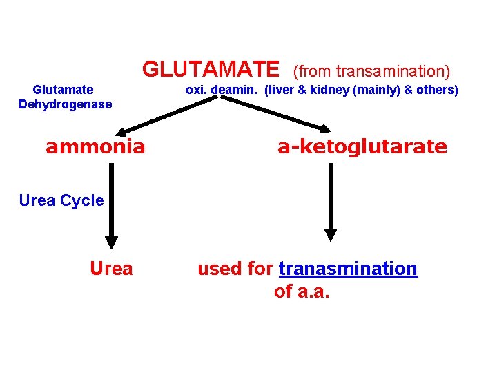 GLUTAMATE Glutamate Dehydrogenase ammonia (from transamination) oxi. deamin. (liver & kidney (mainly) & others)