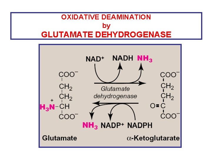 OXIDATIVE DEAMINATION by GLUTAMATE DEHYDROGENASE 