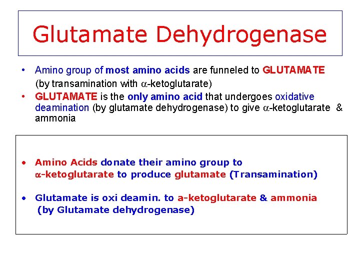 Glutamate Dehydrogenase • Amino group of most amino acids are funneled to GLUTAMATE (by