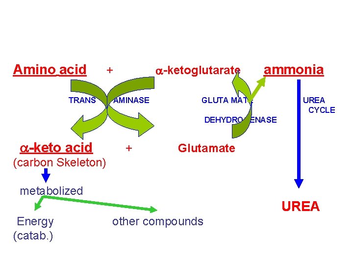 Amino acid TRANS a-ketoglutarate + AMINASE ammonia GLUTA MATE UREA CYCLE DEHYDROGENASE a-keto acid