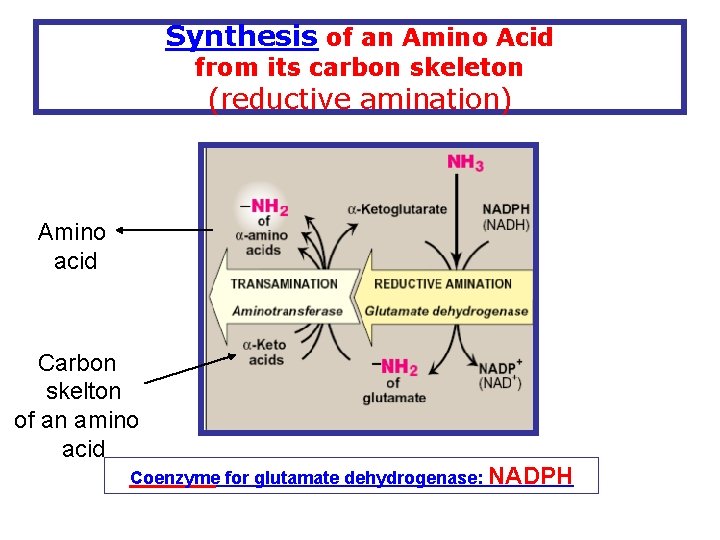 Synthesis of an Amino Acid from its carbon skeleton (reductive amination) Amino acid Carbon