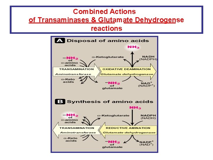 Combined Actions of Transaminases & Glutamate Dehydrogense reactions 