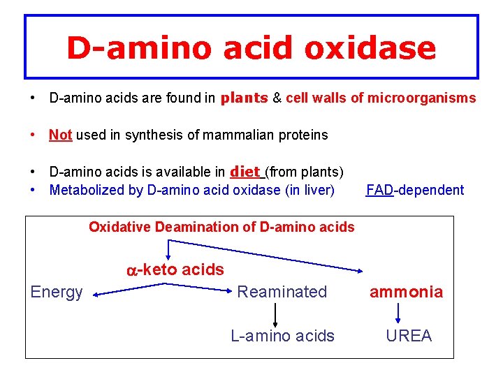 D-amino acid oxidase • D-amino acids are found in plants & cell walls of