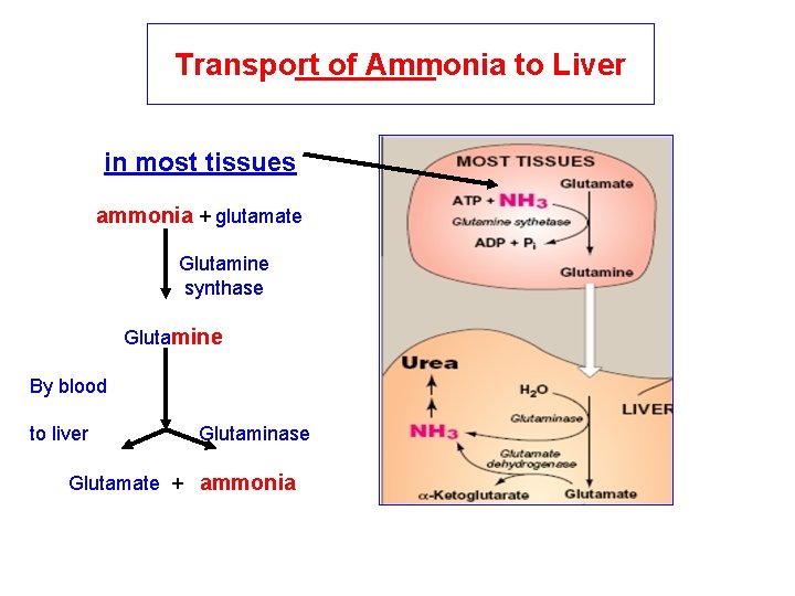 Transport of Ammonia to Liver in most tissues ammonia + glutamate Glutamine synthase Glutamine