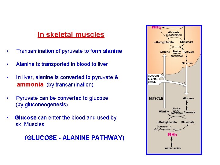 In skeletal muscles • Transamination of pyruvate to form alanine • Alanine is transported