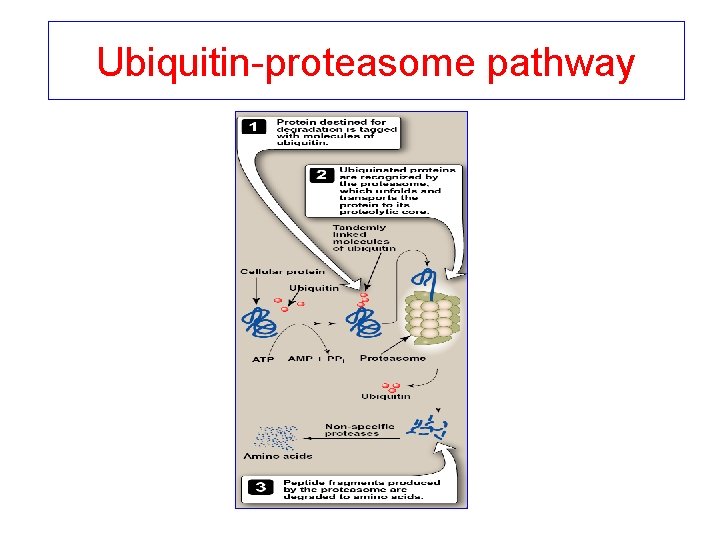 Ubiquitin-proteasome pathway 