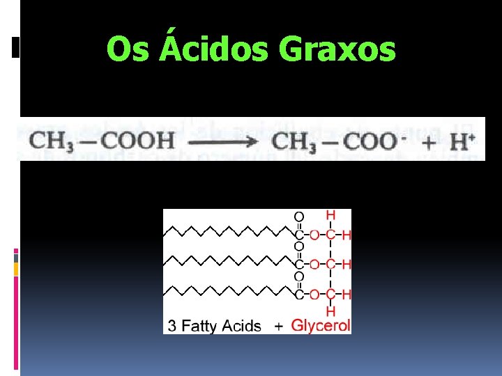 Os Ácidos Graxos 