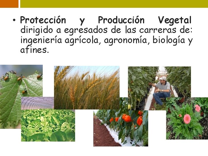  • Protección y Producción Vegetal dirigido a egresados de las carreras de: ingeniería