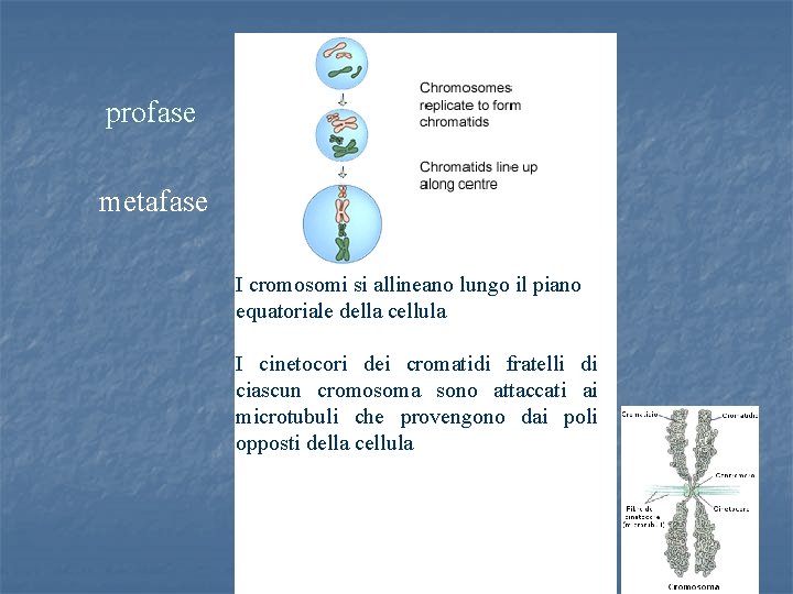 profase metafase I cromosomi si allineano lungo il piano equatoriale della cellula I cinetocori