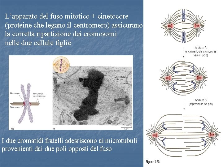L’apparato del fuso mitotico + cinetocore (proteine che legano il centromero) assicurano la corretta