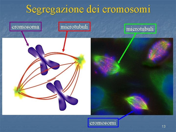 Segregazione dei cromosoma microtubuli cromosomi 13 