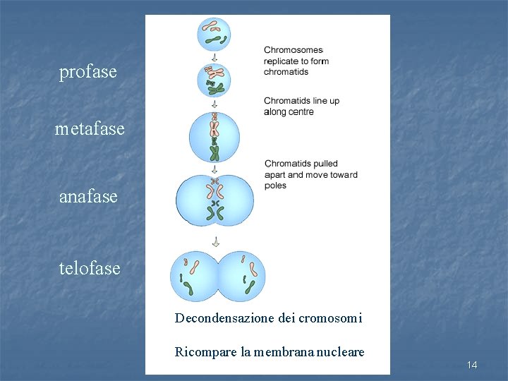 profase metafase anafase telofase Decondensazione dei cromosomi Ricompare la membrana nucleare 14 