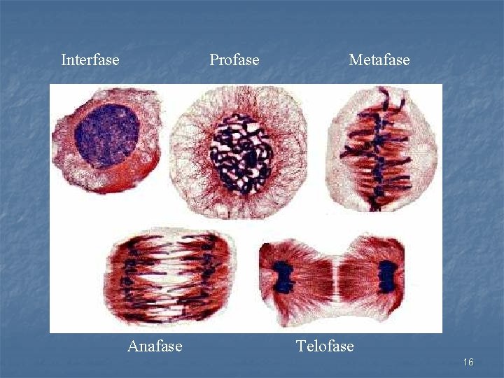 Interfase Profase Anafase Metafase Telofase 16 